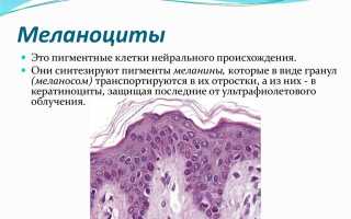 Что такое меланоциты