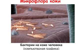 Микробы кожи человека