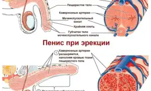 Что такое эрекция, как она возникает у мужчин