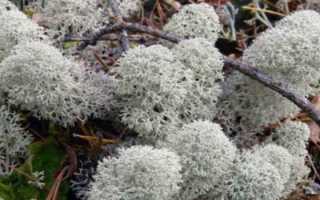 Ягель олений мох