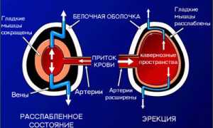 Механизм эрекции