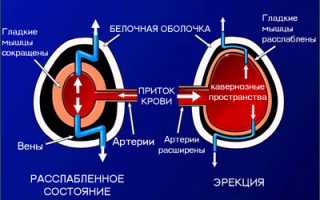 Механизм эрекции