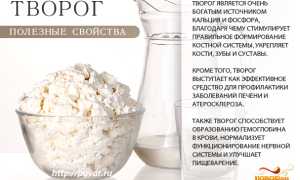 Чем полезен творог для мужчин