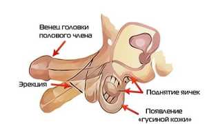 Причины и как бороться с сосудистой импотенцией