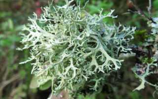 Исландский мох лечебные свойства и противопоказания