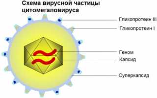 Цитомегаловирус (ЦМВ, HCMV)