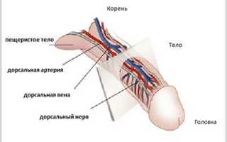 Что такое эрекция?