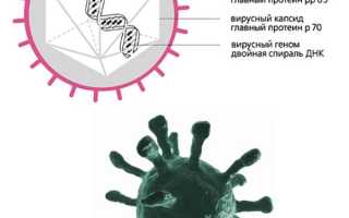 ДНК цитомегаловируса