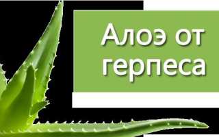 Алоэ от герпеса