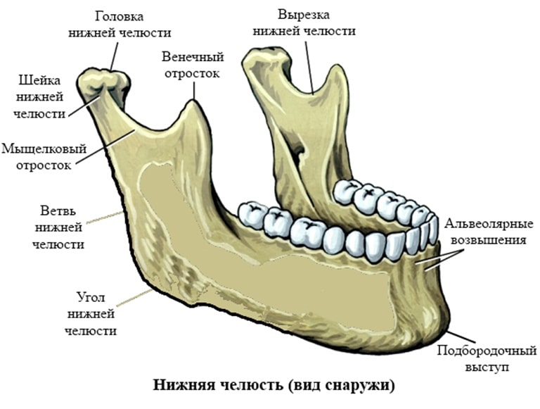 Что такое нижняя челюсть
