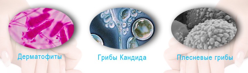 Дерматофиты
