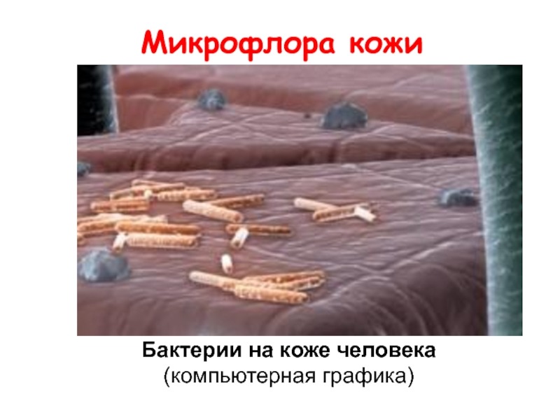 Микробы кожи человека