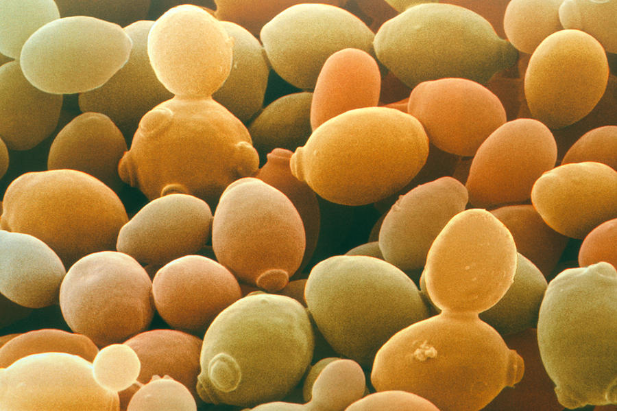 Saccharomyces Cerevisiae