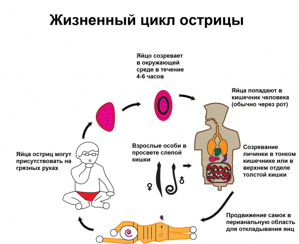 Жизненный цикл остриц