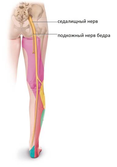 нерва, проходящего через ноги