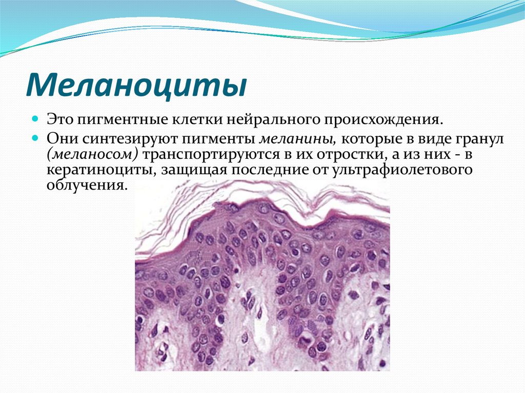 Меланоциты