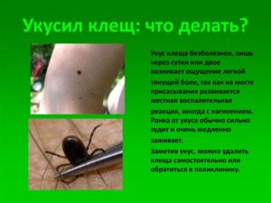 клещ