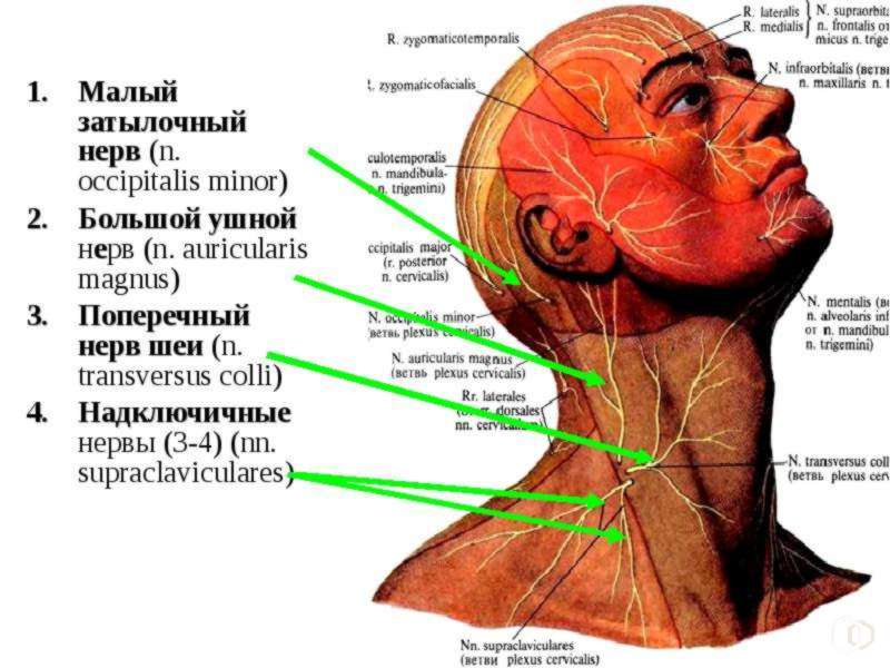 шея нервы анатомия