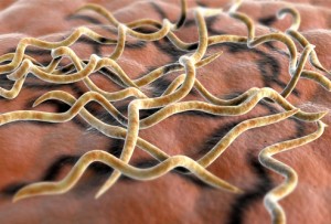 Borrelia burgdorferi