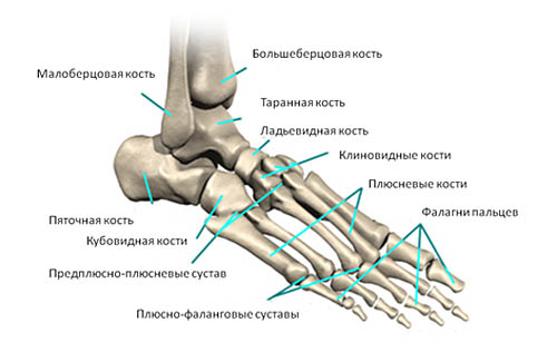 плюсневые кости