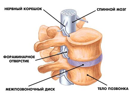 межпозвоночный диск при хондрозе