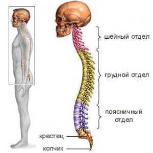 отделы позвоночника