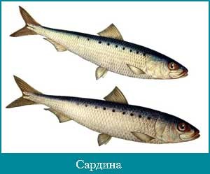  Некоторые продукты нельзя употреблять при подагре