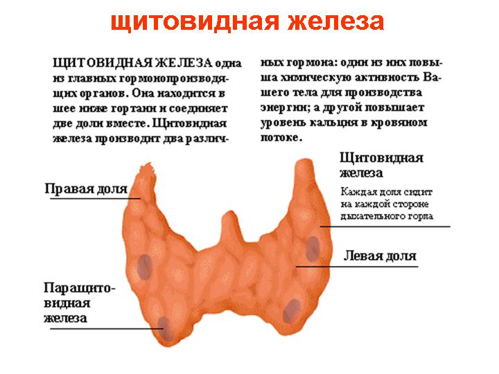 щитовидная железа