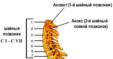 Шейный отдел включает 7 позвонков