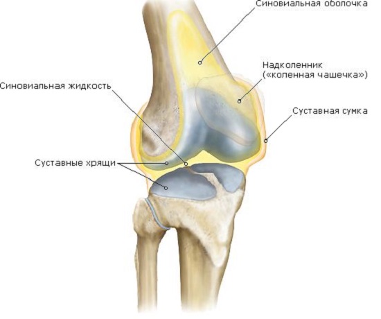 строение коленного сустава