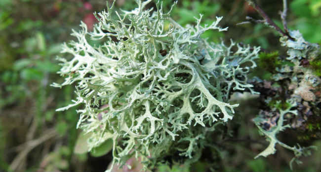 исландский мох-лечебные свойства-противопоказания