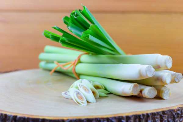 lemongrass-lechebnye-svojstva-primenenie-i-protivopokazaniya