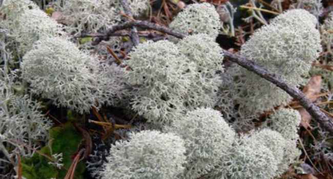 ягель-олений мох-лекарственные свойства