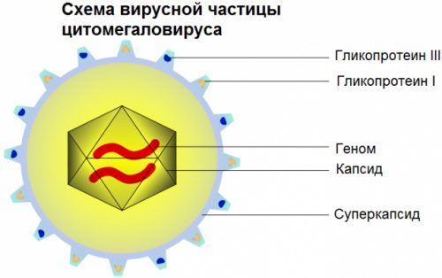 Цитомегаловирус (ЦМВ, HCMV)