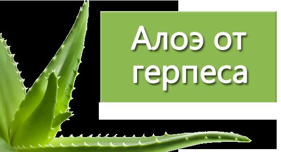 Алоэ от герпеса