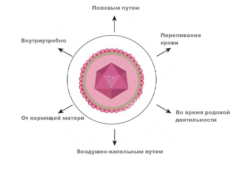 как передается цитомегаловирус