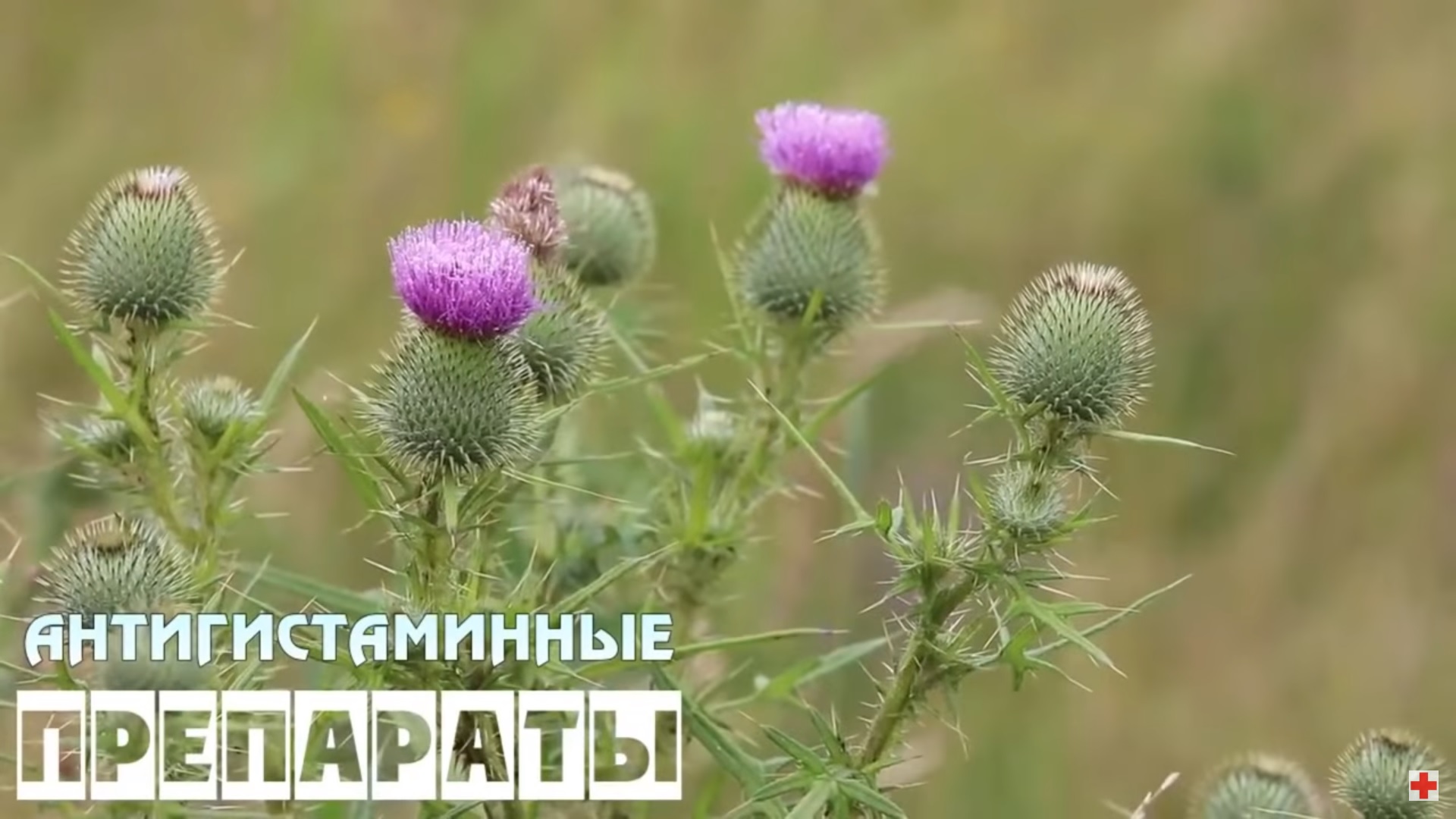 Антигистаминные препараты