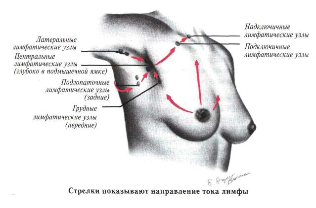 лимфатические узлы