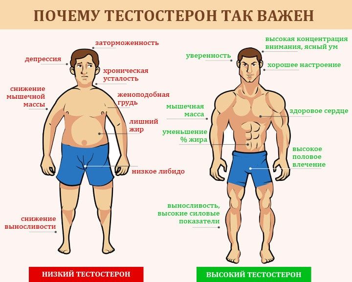 Продукты, повышающие тестостерон у мужчин. Что нужно есть для повышения тестостерона