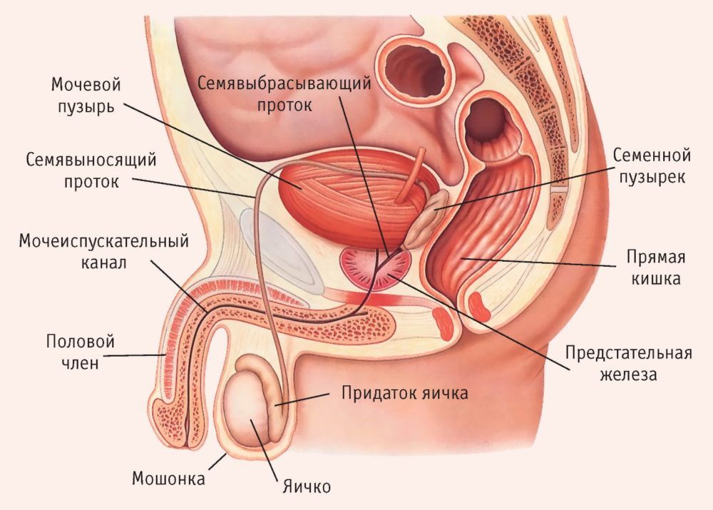Насколько эффективен массаж пениса?