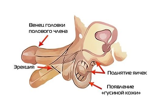 Как возникает эрекция?